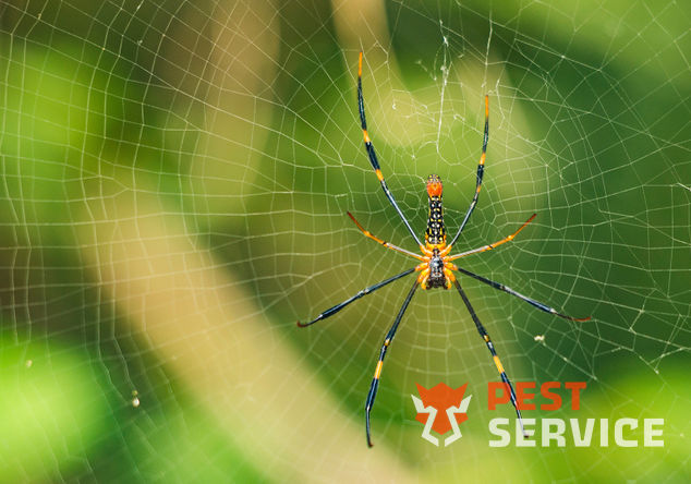 Полное выведение пауков в Кингисеппе от 1200 руб. Работаем 24/7. Выгодные цены на обслуживание физ. и юр. лиц. 100% Безопасно!