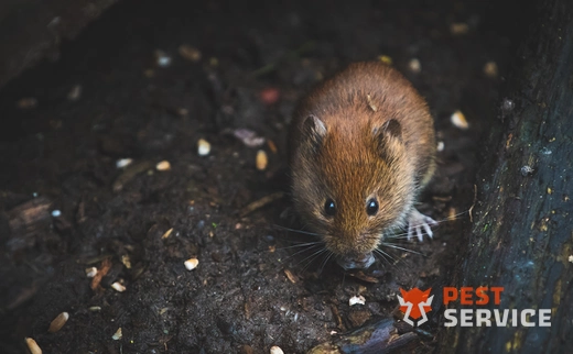 Дератизация в Кингисеппе